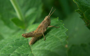 Brown Rufous Grasshopper Wallpaper