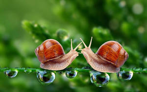 Brown-shelled Snails Wallpaper