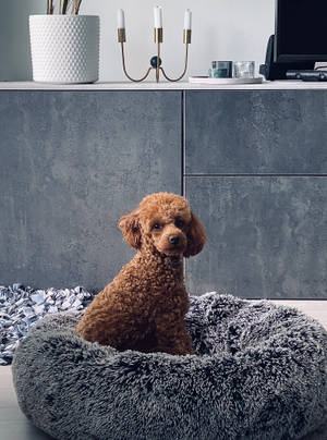 Brown Toy Poodle Dog Bed Wallpaper