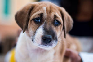 Brown White Cute Puppy Blue Eyes Wallpaper