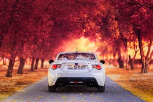 Brz Driving Through Maple Forest Wallpaper