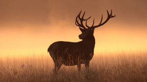 Buck Deer King Silhouette At Sunset Wallpaper