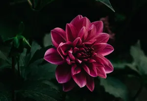 Budding Purple Flower Petals Wallpaper