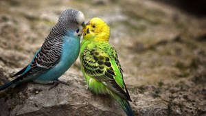 Budgerigars Love Birds Kiss Wallpaper
