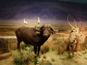 Buffalo And Animals In The Wild Wallpaper