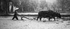 Buffalo And Farmer Plowing Wallpaper