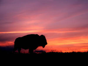 Buffalo And Sunset Wallpaper
