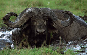 Buffalo Laying In Mud Wallpaper