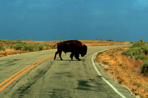 Buffalo On The Road Wallpaper