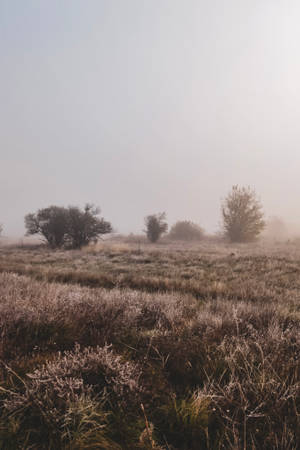 Bulgaria Dry Field Wallpaper