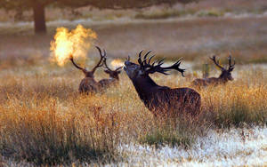 Bull Elk Trick Photography Wallpaper