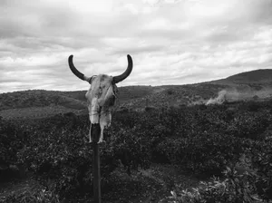 Bull Skull In A Field Wallpaper