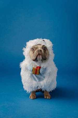 Bulldog In Abominable Snowman Costume Wallpaper