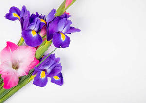 Bunch Of Gladiolus Flowers Wallpaper