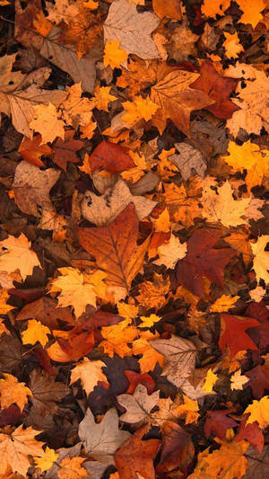 Bunch Of Maple Leaves Fall Iphone Wallpaper