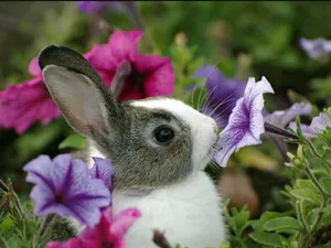 Bunny Smelling Flowers Wallpaper