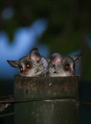 Bush Babies Peeking Outof Hiding Wallpaper