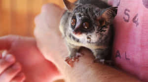 Bush Baby Cradledin Human Hands.jpg Wallpaper