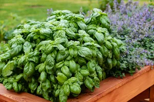 Bushy Basil Herb Shrub Plant Box Wallpaper
