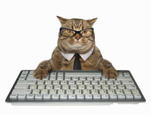 Business Cat Typingat Keyboard Wallpaper