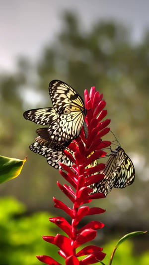 Butterfly Aesthetic On Red Flower Wallpaper