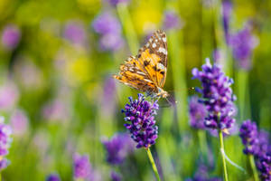 Butterfly Drinking Bunga Nectar Wallpaper