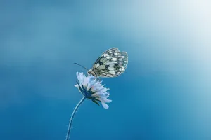 Butterfly Flower Blue Color Hd Wallpaper