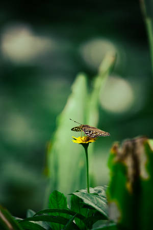 Butterfly In Sunflower Aesthetic Wallpaper