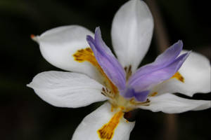 Butterfly Iris Flower Wallpaper