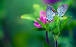 Butterfly On All-green Flower Wallpaper