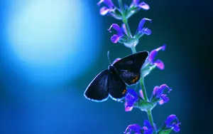 Butterfly On Flower Desktop Wallpaper