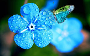 Butterfly On Flower Drenched In Water Droplets Wallpaper