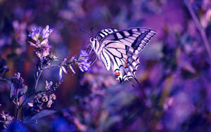 Butterfly On Lavender Flower Macro Wallpaper