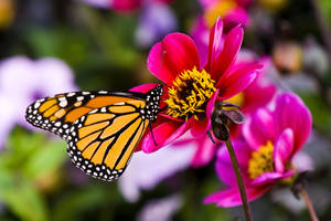 Butterfly On Pink Dahlia Skyfall Flower Wallpaper