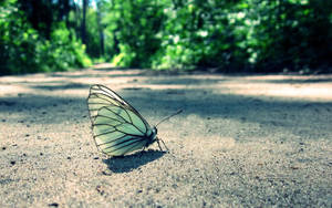 Butterfly On The Road Wallpaper