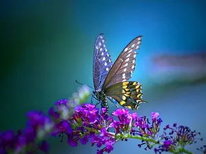 Butterfly On Violet Flowers Wallpaper