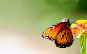 Butterfly On Yellow Flowers Wallpaper
