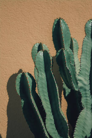 Cactus Against Beige Wall Wallpaper