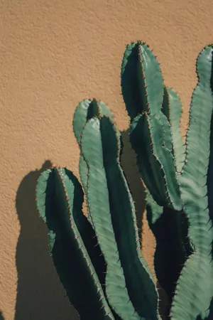 Cactus Against Beige Wall Wallpaper