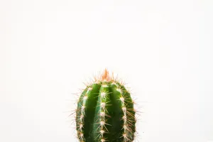 Cactus Closeup Minimalist Plant Desktop Wallpaper