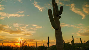 Cactus Desert Sunset Wallpaper