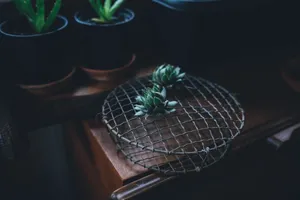 Cactus Houseplant Table Wallpaper