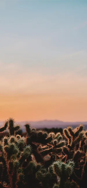 Cactus Of A Desert Iphone Wallpaper
