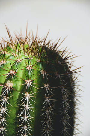 Cactus Spines Macro Wallpaper