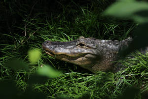 Caiman In Greenery Wallpaper