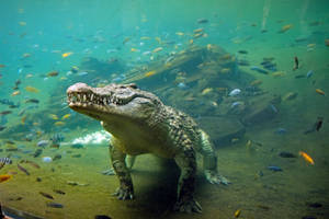 Caiman Under Water Wallpaper