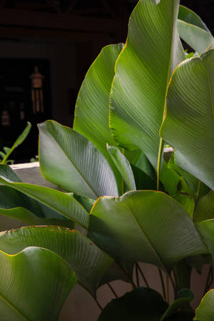 Calathea Lutea Plant Aesthetic Wallpaper