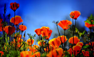 California Dreaming With Vivid Orange California Poppies Wallpaper