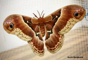 Callosamia Promethea Silkmoth Summer Insect Wallpaper