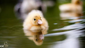 Calm Baby Duck Wallpaper